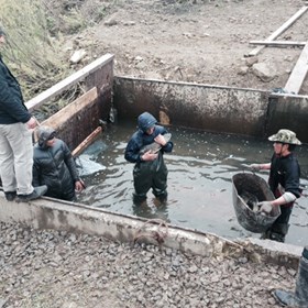 Другое: Кто накроет рыбу «зонтиком»?